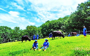 持続可能な畜産への挑戦 ～ビーフダイバーシティと避難放牧～