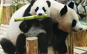 パンダから広がる竹循環と里山・里海再生プロジェクト