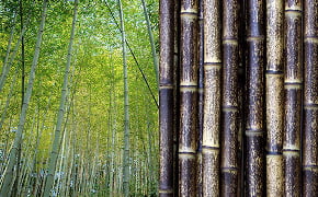 120年に一度の虎竹開花から考える持続可能な未来ー地域の宝を次の100年へ繋ぐ 