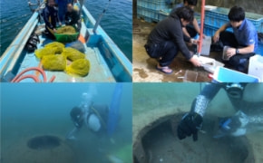 アマモ場を保全し、水産生物増殖を担う魚礁を活用した、豊かな海づくり