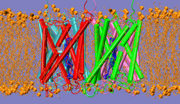 Aquaporin water channel embedded in a lipid bilayer acts as a highly selective filter. 
 (H. Khandelia, University of Southern Denmark)
