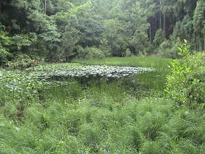 石川県金沢市のシャープゲンゴロウモドキの生息していた池 アメリカザリガニ侵入前2003年