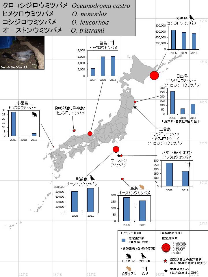 図：各サイトにおけるウミツバメ類の調査結果