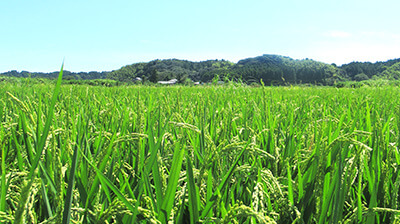 いすみ市に広がる稲穂の垂れた田んぼの風景