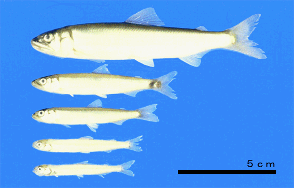 写真：アユの成長