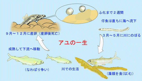 図：アユの一生