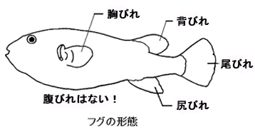 図：フグの形態（各部名称）