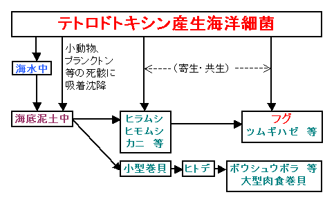 図：テトロドトキシン保有動物の毒化機構（野口・阿部・橋本：1997より）