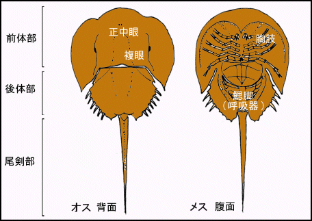 カブトガニの体のつくり（オス背面図・メス腹面図）