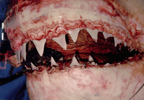 写真：ホホジロザメの口