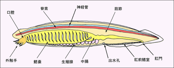 図：ナメクジウオの内部形態