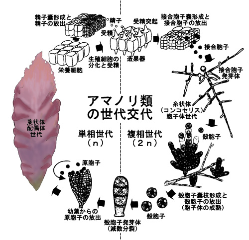 図:アマノリ類の世代交代