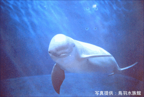 スナメリ（写真提供：鳥羽水族館）