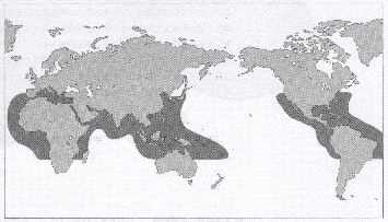 図：マダコの分布域（阿部・本間監修　1977より）