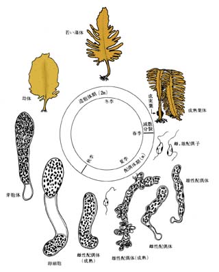 図：ワカメの一生