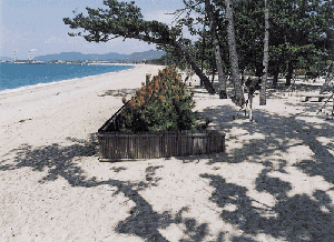 瀬戸内海の象徴・白砂青松の写真