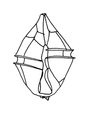 図：ゴニオラックス ポリグラマ