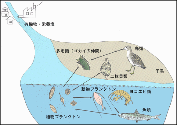 図：干潟の食物連鎖