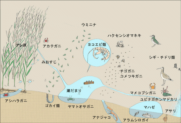 図：干潟で見られる生物