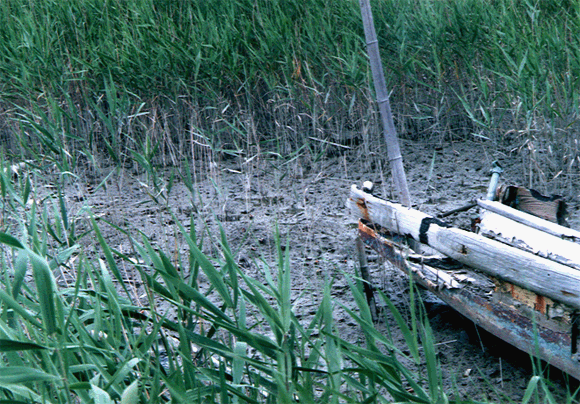 拡大写真：アシ原（干潟の背後に広がるアシ原、突き立てられた竹、朽ちた木の船）