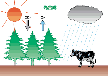 イラスト：光合成の仕組み