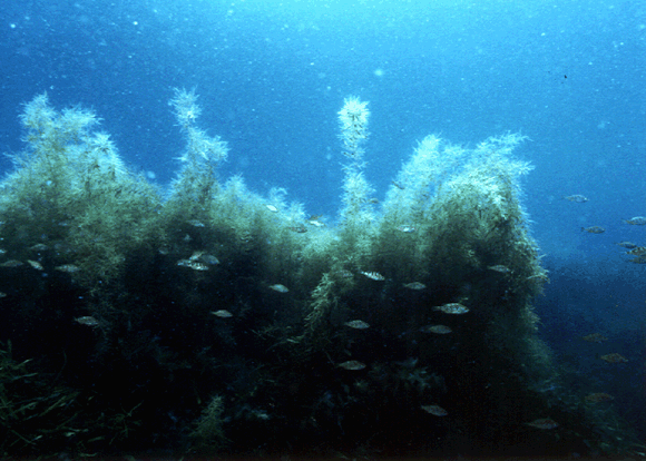 写真：メバルの幼魚の群れ