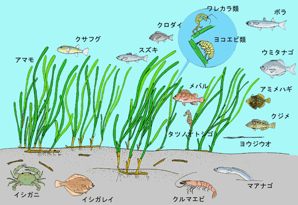 アマモ場のイメージ図