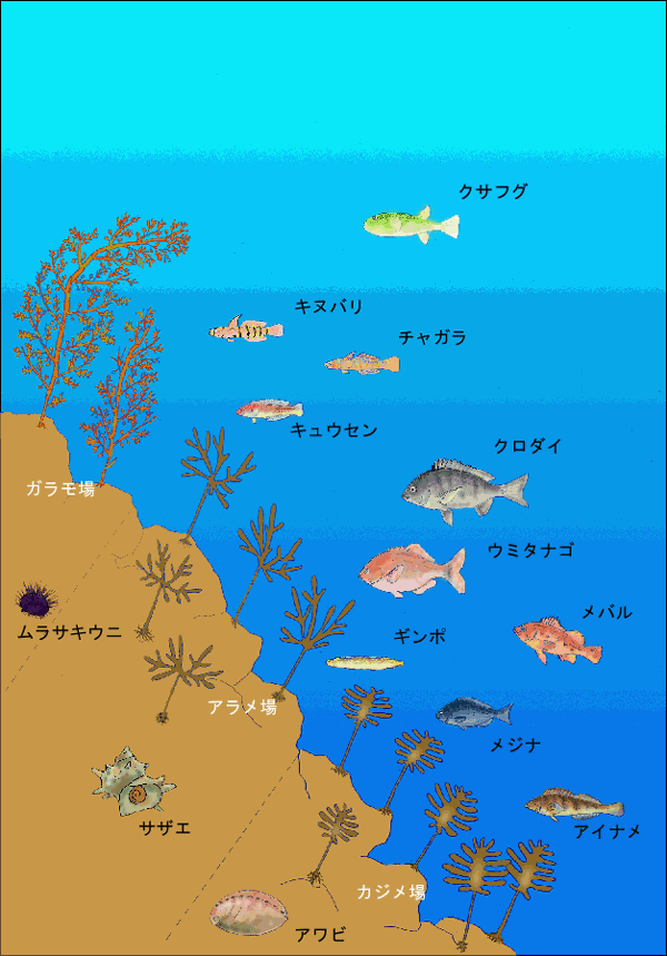 ガラモ場、アラメ場、カジメ場のイメージ図