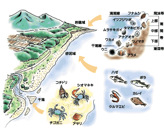 イラスト：岩礁域、砂泥域、干潟ごとの住んでいる生きものの違い