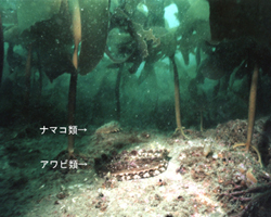 写真：造成した藻場に生息するナマコ類・アワビ類