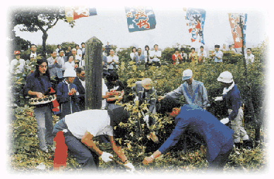 山に木を植える漁業者