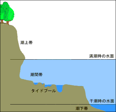 満潮時干潮時の断面図