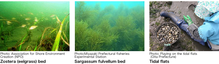 Rich Ecosystems Nurtured by Sato-umi images