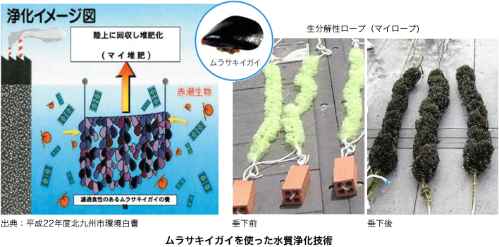 ムラサキイガイを使った水浄化技術