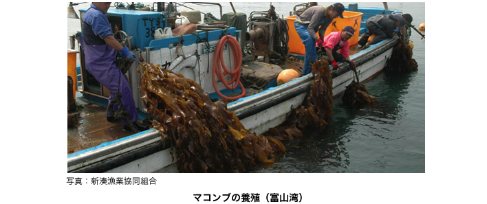 マコンブの養殖（富山湾）