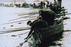1952年 コノシロ漁