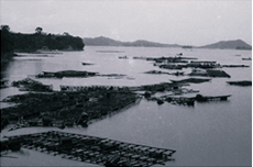 1959年 伊勢湾台風による被害
