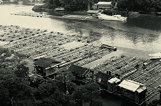 1963年 真珠養殖場