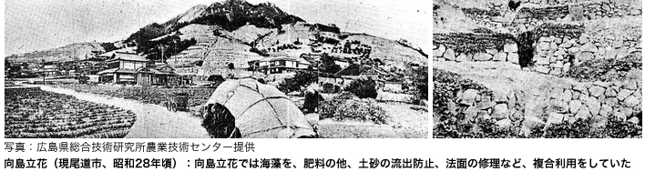 立花（現尾道市）：向島立花では海藻を、肥料の他、土砂の流出防止、法面の修理など、複合利用をしていた 