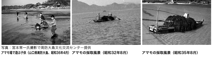 アマモ場で遊ぶ子供（山口県周防大島）とアマモの採取風景