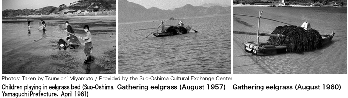 Children playing in an eelgrass field (Suo-Oshima, Yamaguchi Prefecture) and eelgrass harvesting