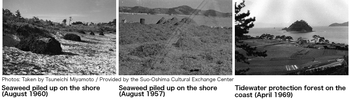 Seaweed piled up on the beach and coastal tide barrier forest