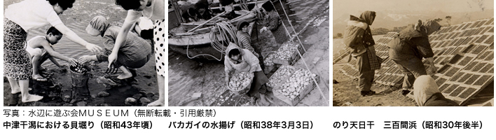 中津干潟における貝堀り（昭和43年頃）とバカガイの水揚げ（昭和38年3月3日）とのり天日干　三百間浜（昭和30年後半）