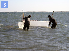 渚の稚魚調査のイメージ