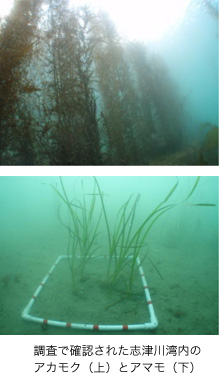 調査で確認された志津川湾内のアカモク（上）とアマモ（下）