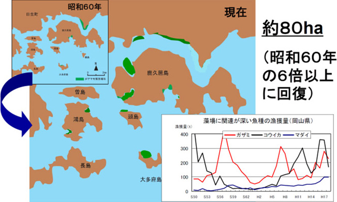 アマモ場は昭和60年の６倍以上に回復しています