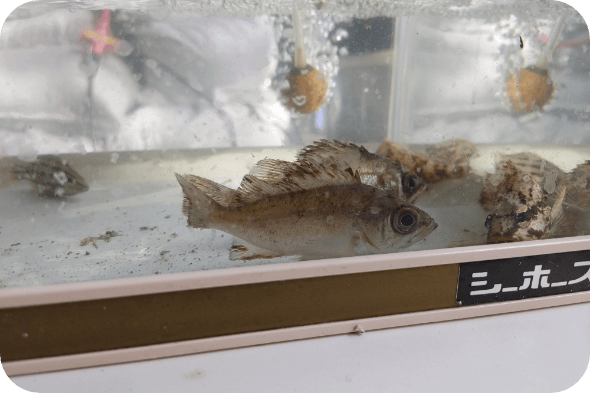 仕掛けに生息していた魚類