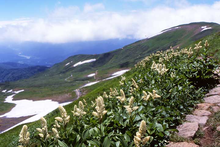 月山山麓湧水群写真