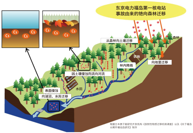 Transfer of Fallen and Deposited Cesium in the Environment