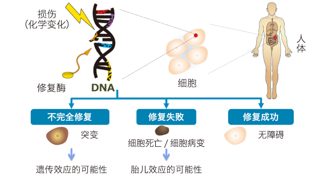 Generation mechanisms for effects on fetuses and hereditary effects caused by radiation